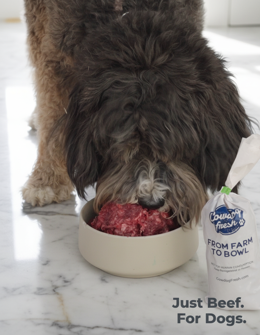 Beef Blend Dog Food - 10 lb